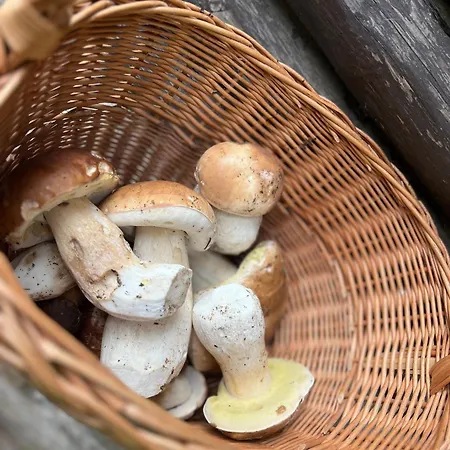 Alsovka بيت للعطل