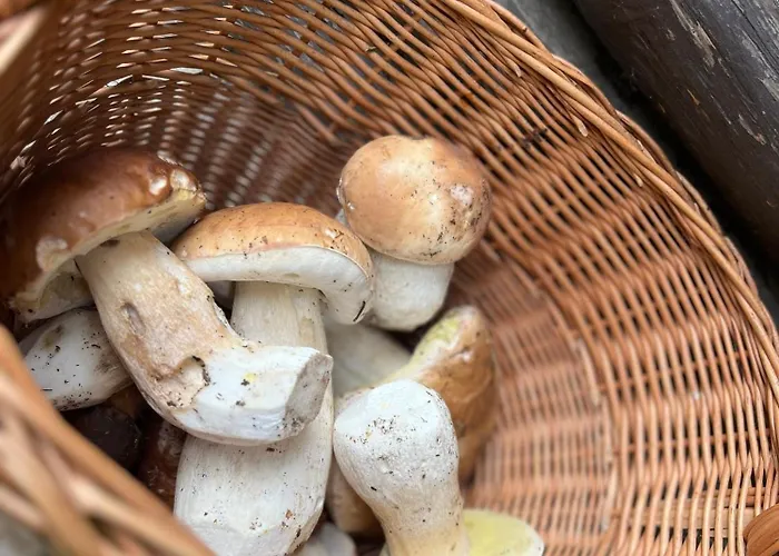 Alsovka Semesterbostad